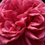 Roza - Vrtnica plezalka - Titian